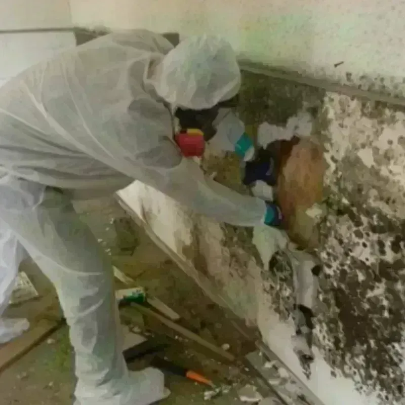 Mold Remediation and Removal in Motley, VA